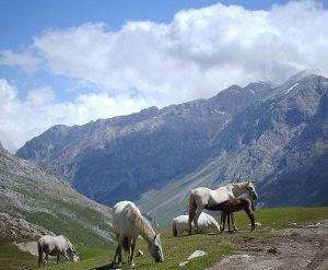 paarden in het wild in een bergachtige omgeving