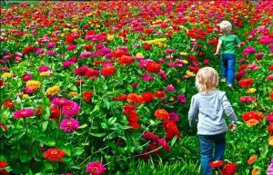 kinderen die in een veld met bloemen lopen