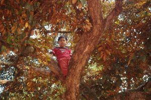 Een jongetje zit hoog in een boom