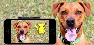 Met een mobiele telefoon wordt een hond op de foto gezet en op de foto zie je een pokémon figuur