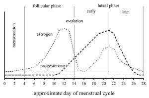 concentratie vrouwelijke geslachtshormonen tijdens de menstruatiecyclus