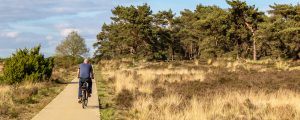 Fietser die fietst door het Nationaal park Veluwe in Ede, Gelderland, Netherland